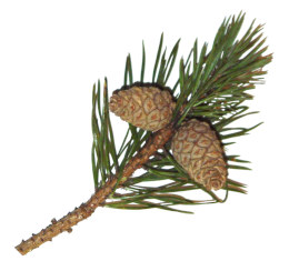 A sprig of Scots Pine